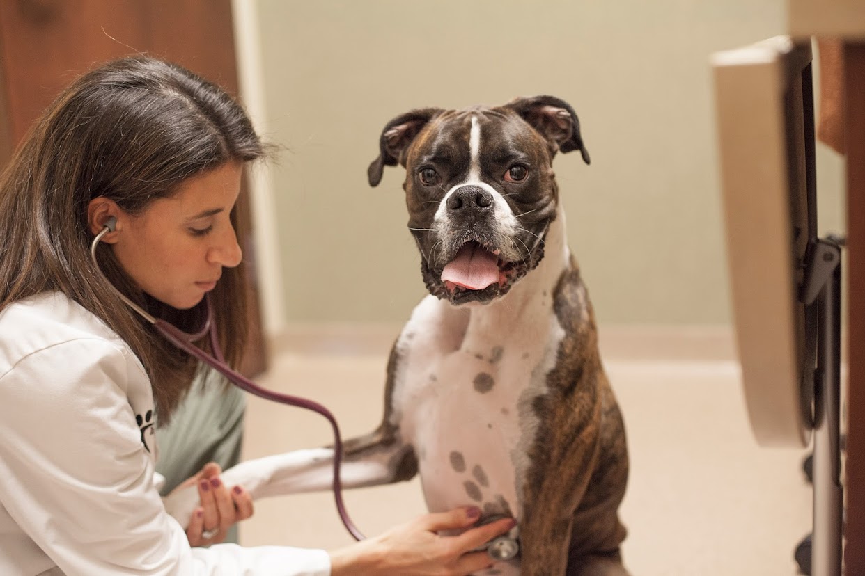 Town and Country Veterinary Hospital - Chesterfield, MO