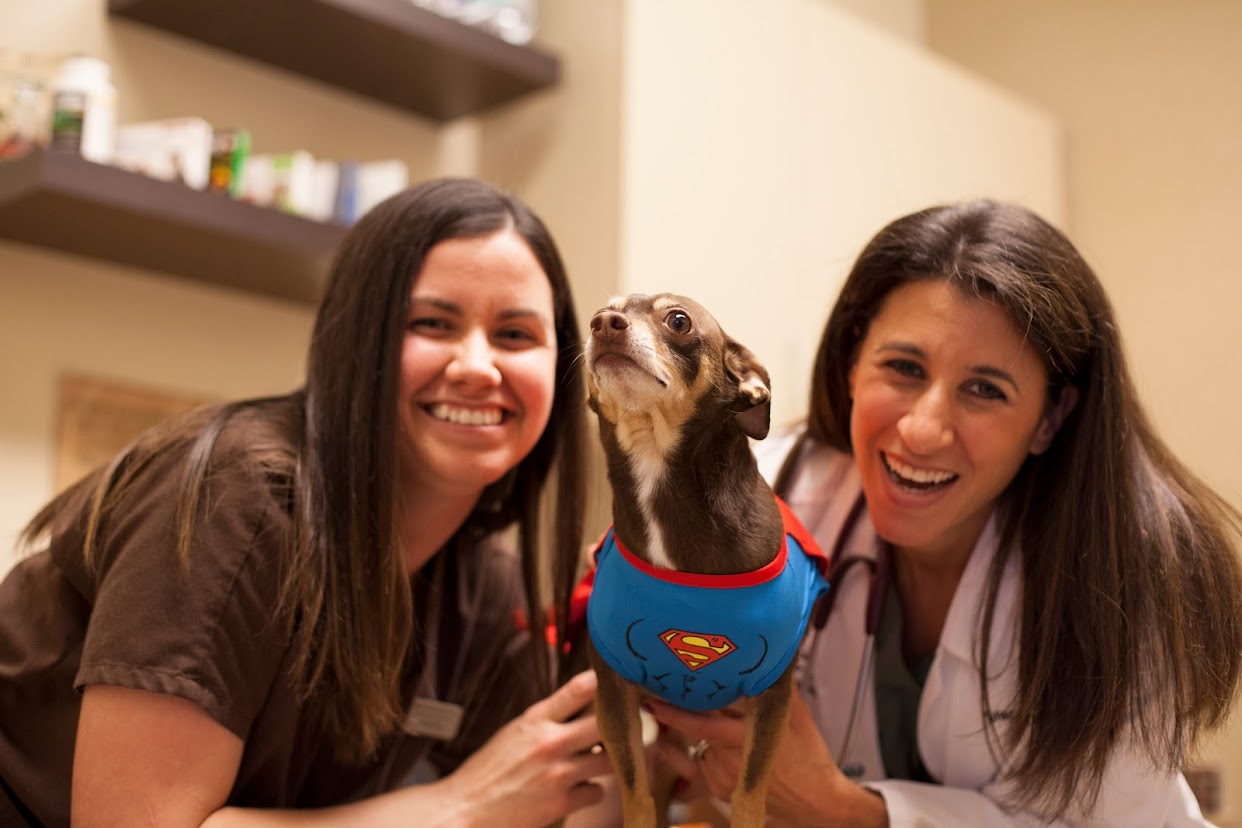 Town and Country Veterinary Hospital - Chesterfield, MO