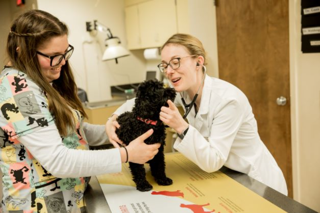 Animal Hospital of Ashwaubenon - Green Bay, WI