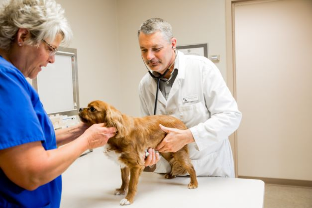 Animal Hospital of Ashwaubenon - Green Bay, WI