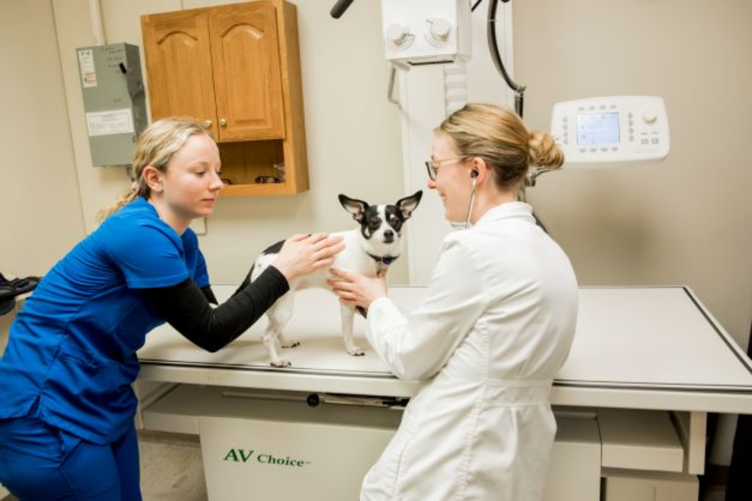 Animal Hospital of Ashwaubenon - Green Bay, WI