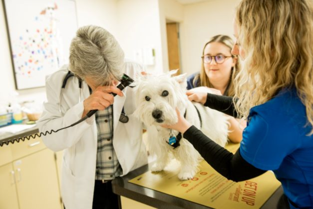 Animal Hospital of Ashwaubenon - Green Bay, WI