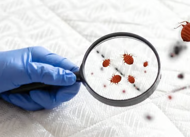 Big Fish Pest Control LLC - Boynton Beach, FL