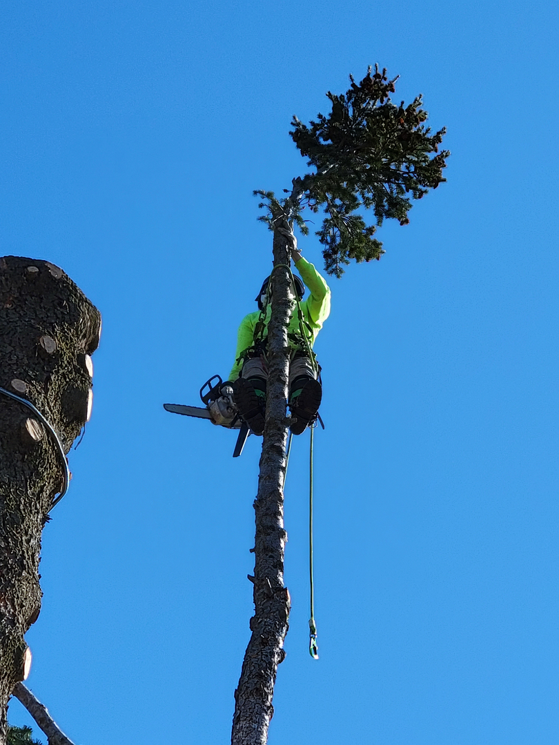 CDA Tree and Utility - Coeur d Alene, ID