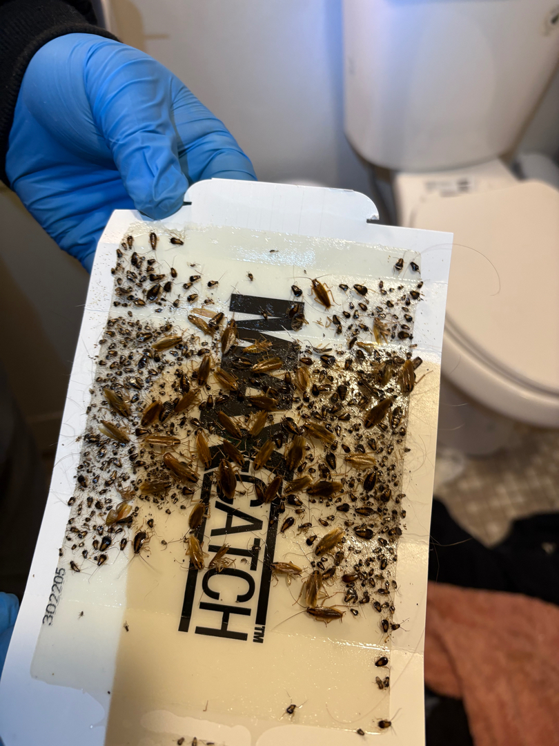 KO Pest Control - Schofield, WI