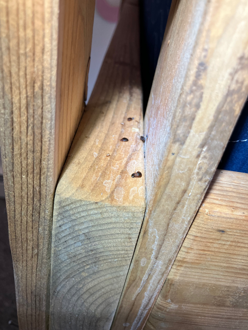 KO Pest Control - Schofield, WI