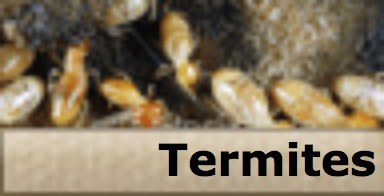 Archuleta Pest Control - Clovis, CA