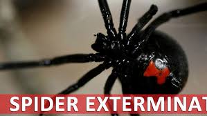 Archuleta Pest Control - Clovis, CA