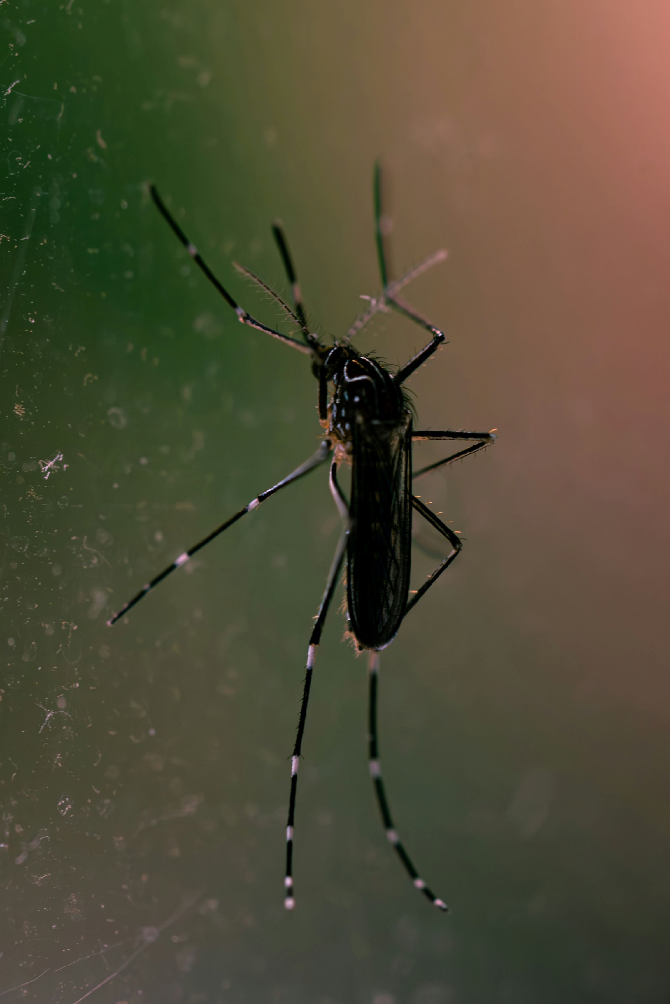 Limetek Pest Control - Greenwood, IN