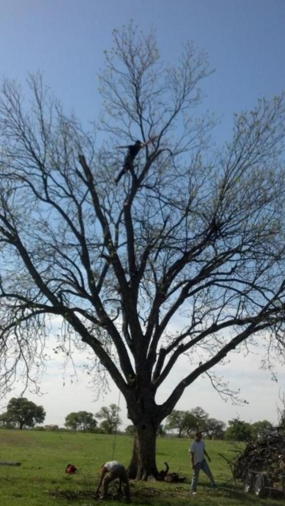 High Reach Tree Service - Granbury, TX
