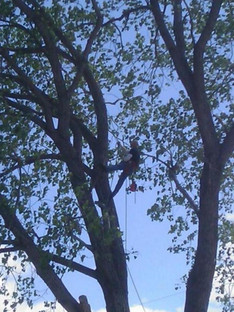 High Reach Tree Service - Granbury, TX
