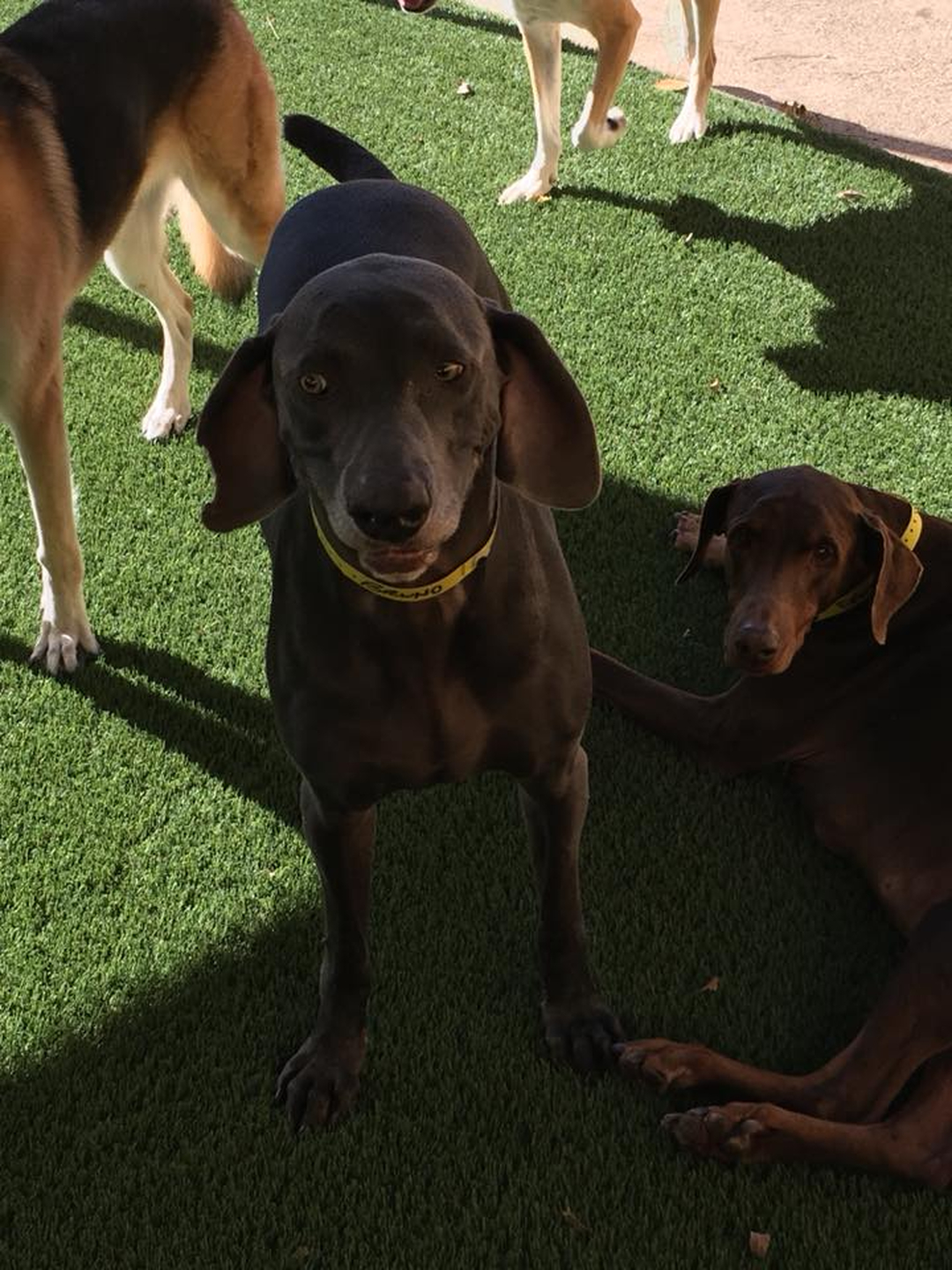 Barney's Ranch - Carrollton, TX