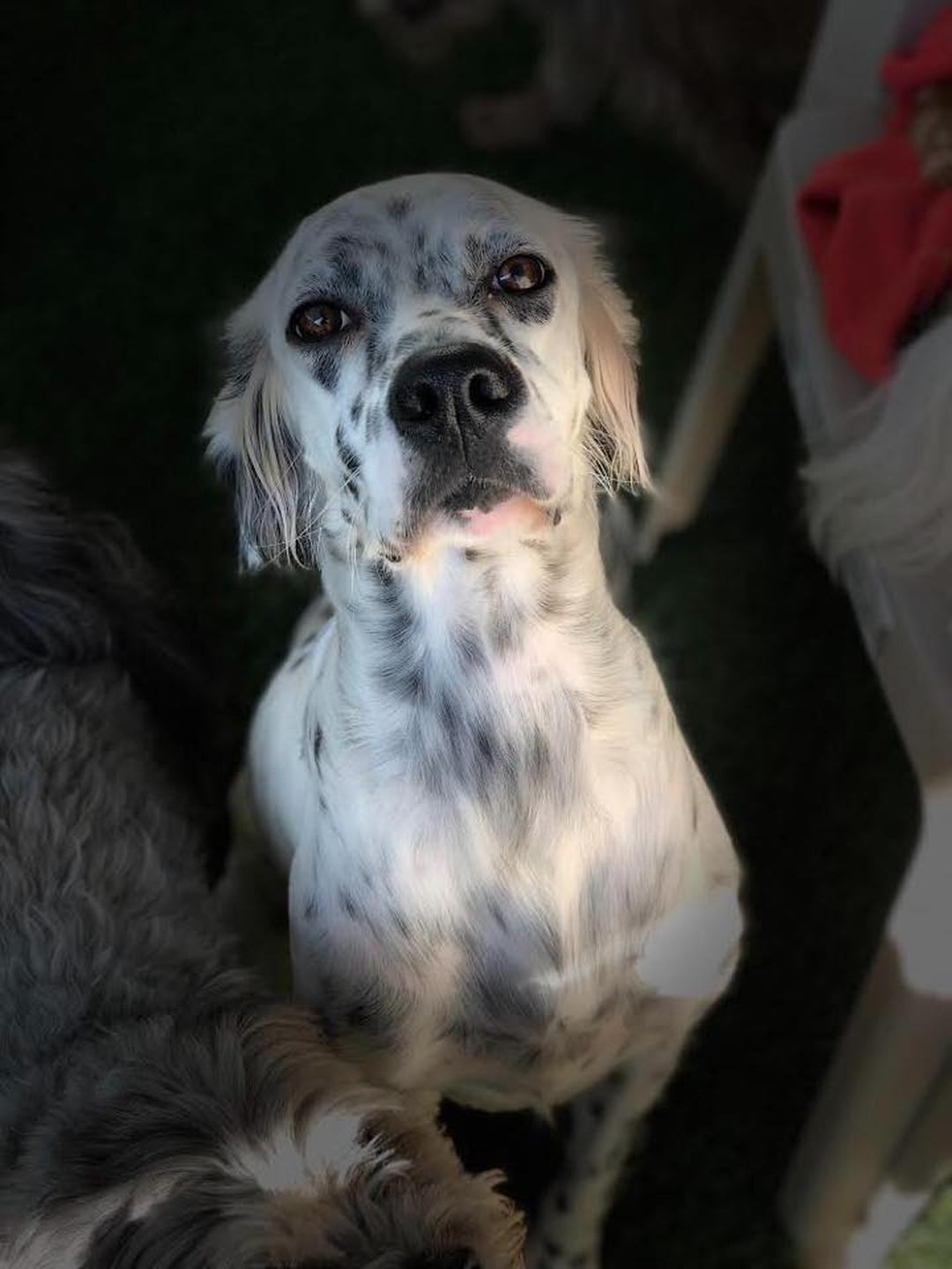 Barney's Ranch - Carrollton, TX