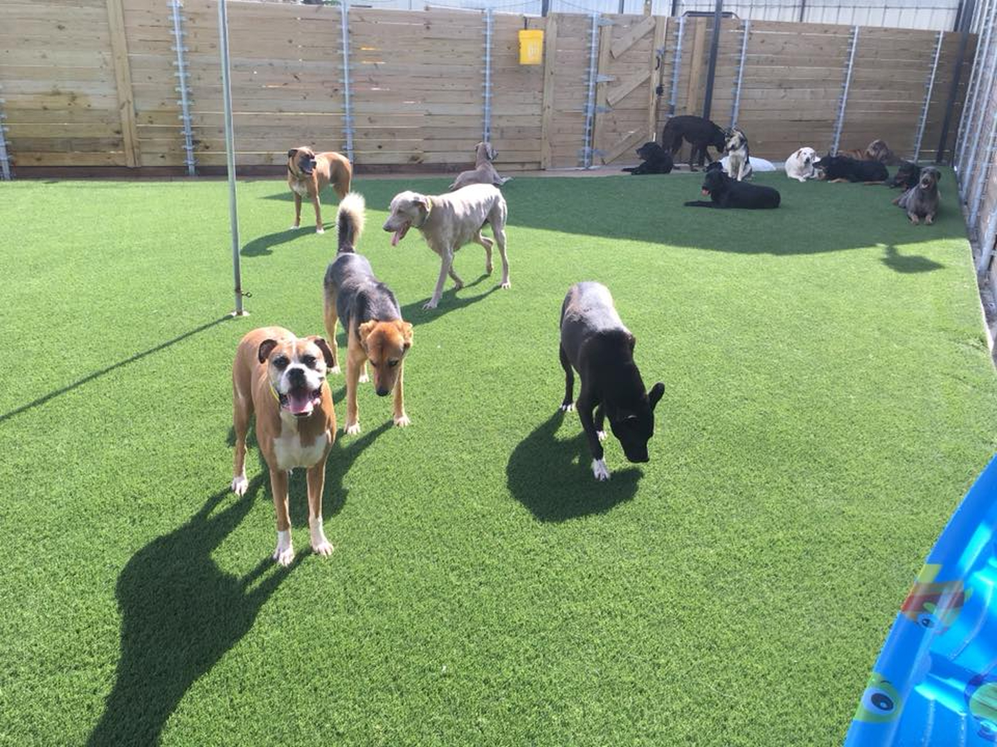 Barney's Ranch - Carrollton, TX