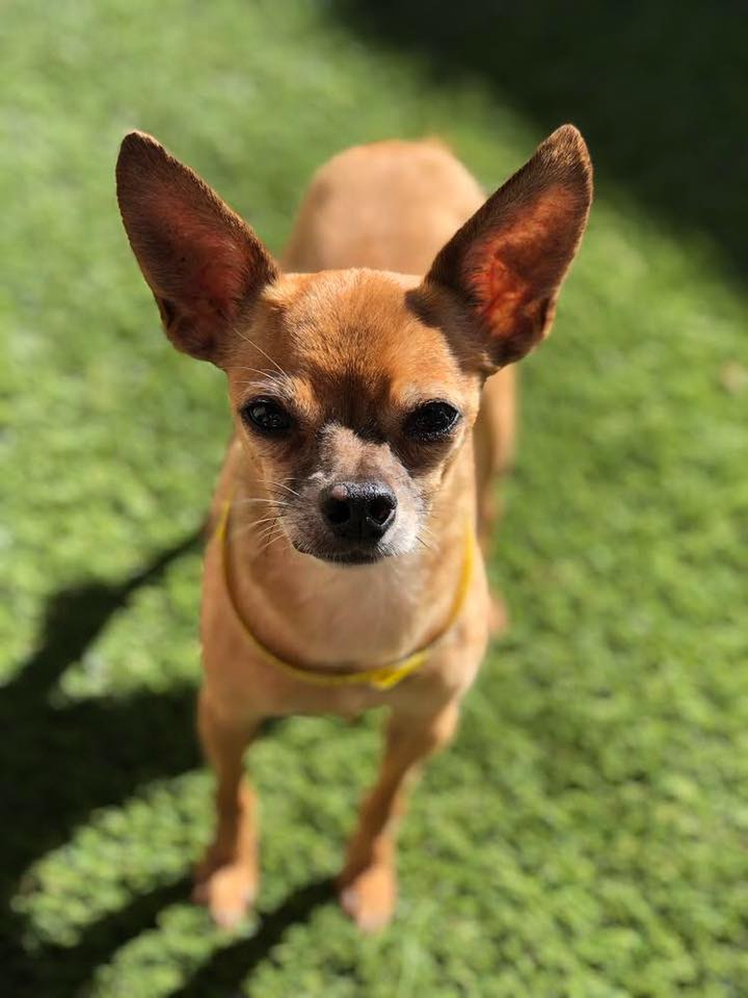 Barney's Ranch - Carrollton, TX