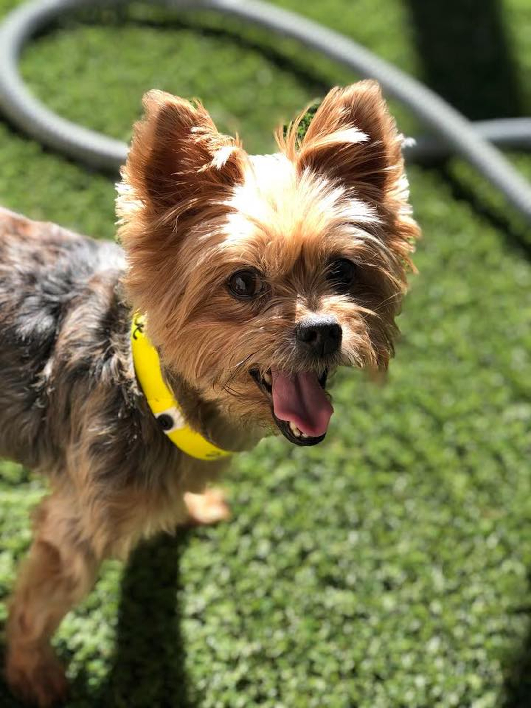 Barney's Ranch - Carrollton, TX