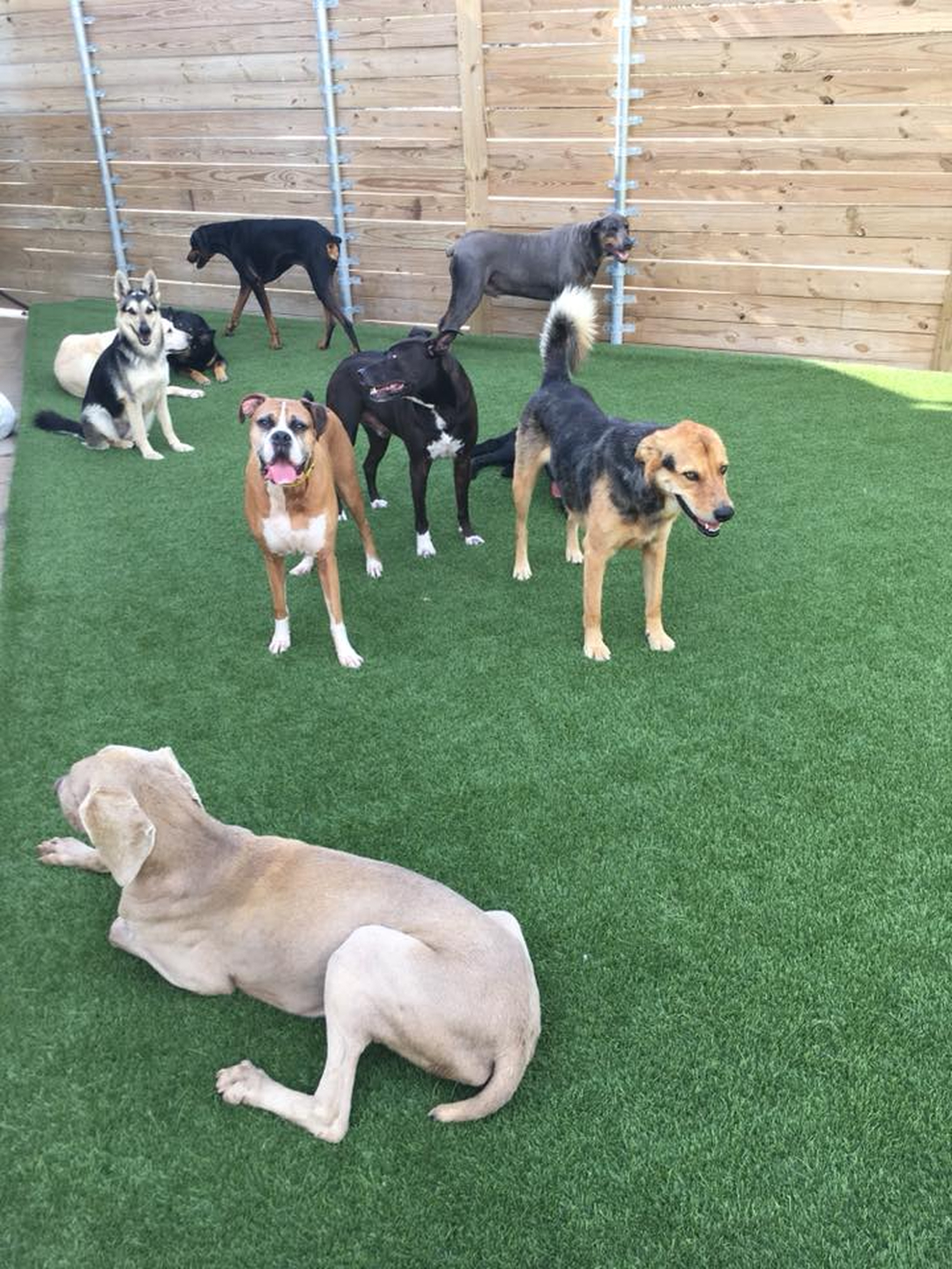 Barney's Ranch - Carrollton, TX