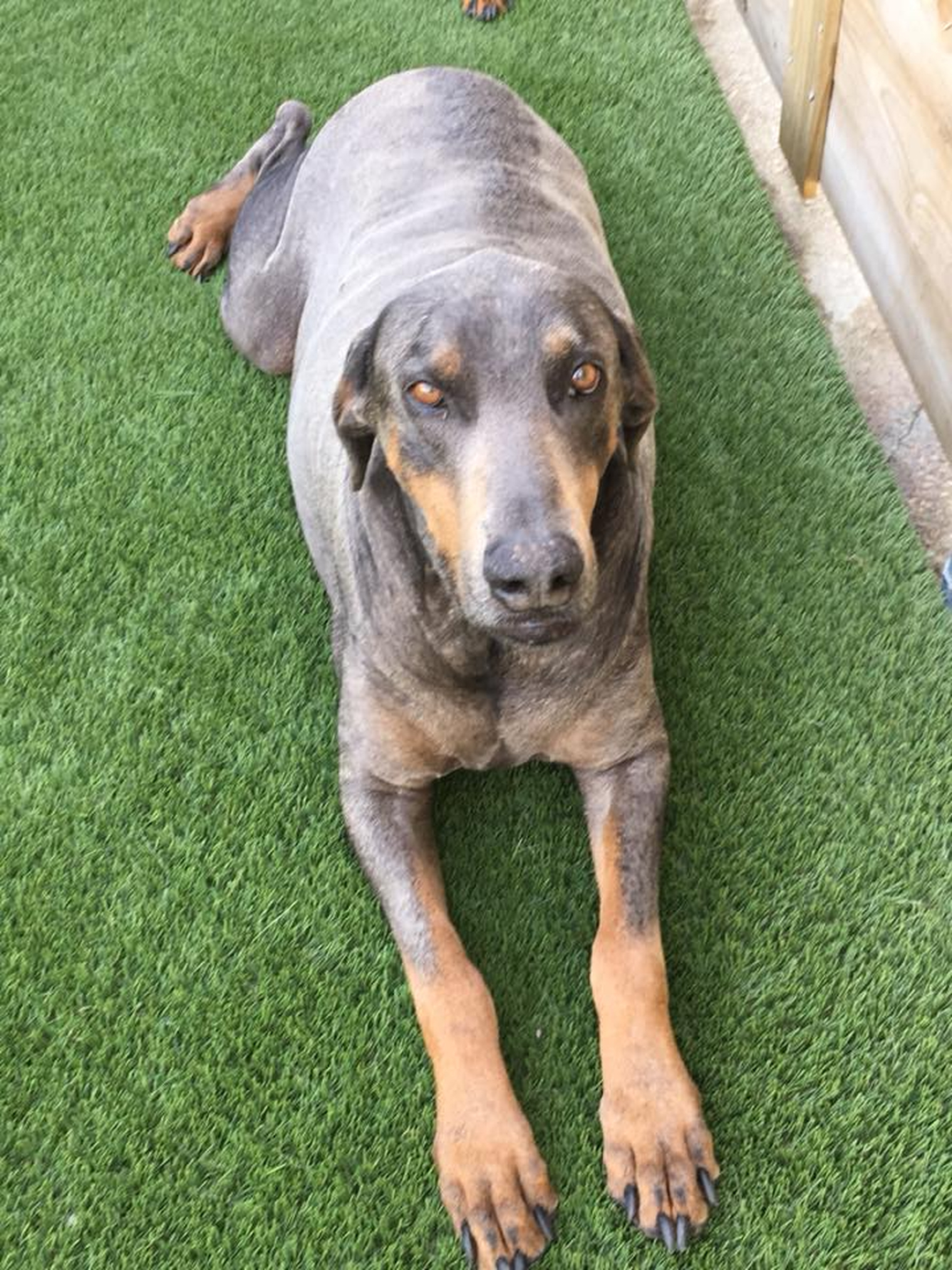 Barney's Ranch - Carrollton, TX