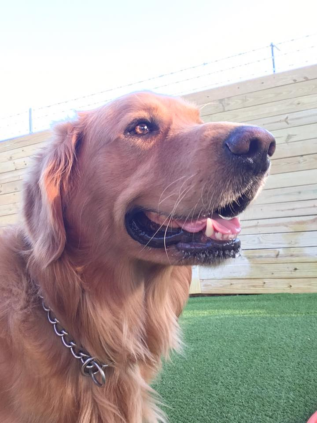 Barney's Ranch - Carrollton, TX