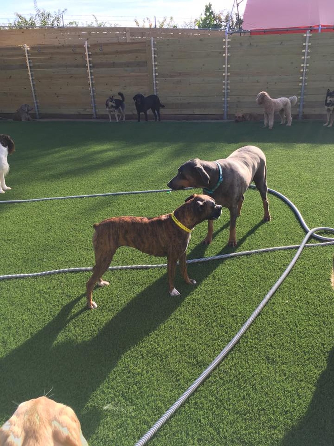 Barney's Ranch - Carrollton, TX