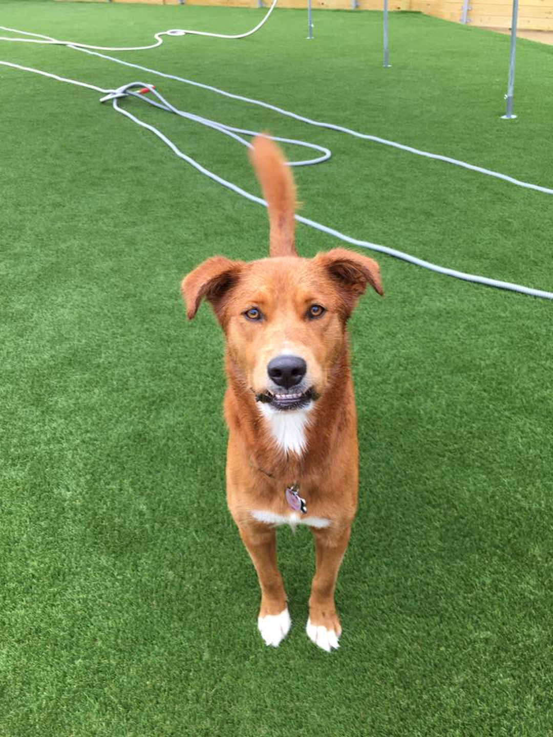 Barney's Ranch - Carrollton, TX