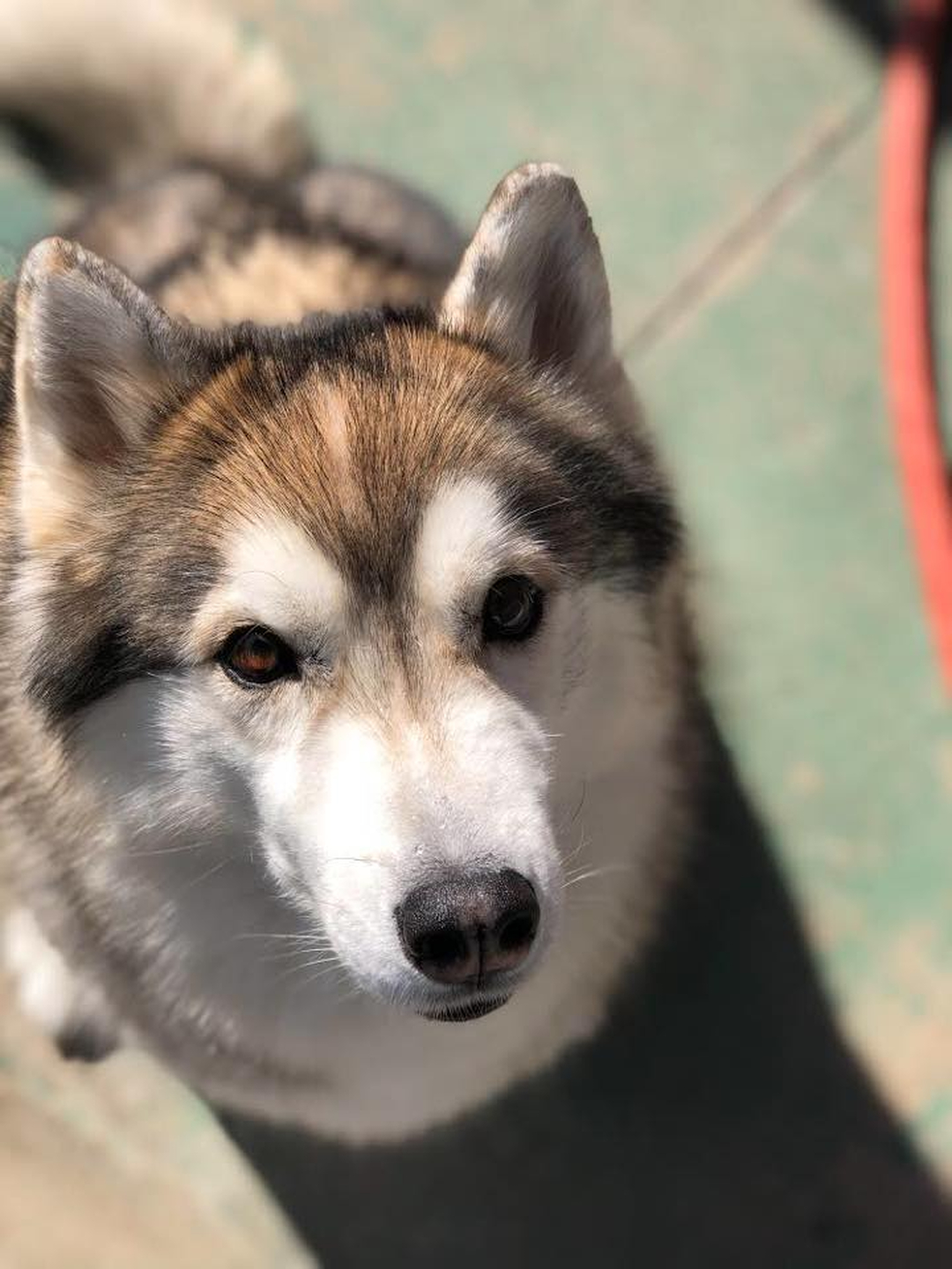 Barney's Ranch - Carrollton, TX