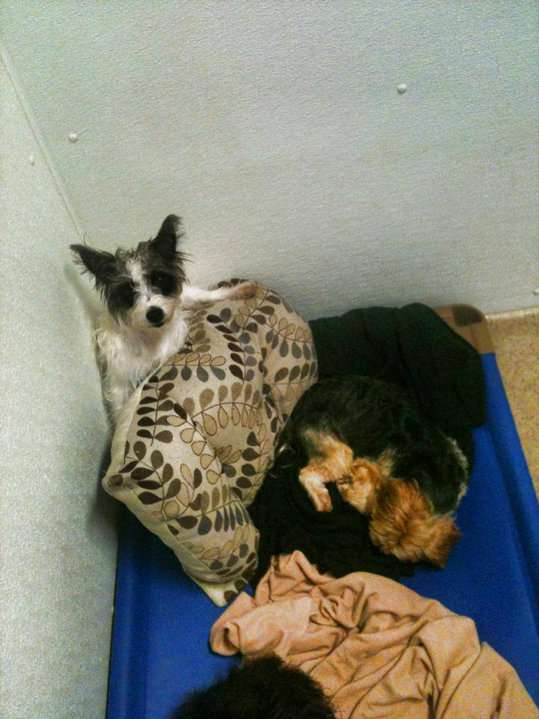 Barney's Ranch - Carrollton, TX