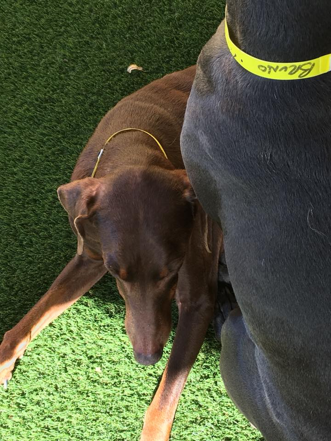 Barney's Ranch - Carrollton, TX