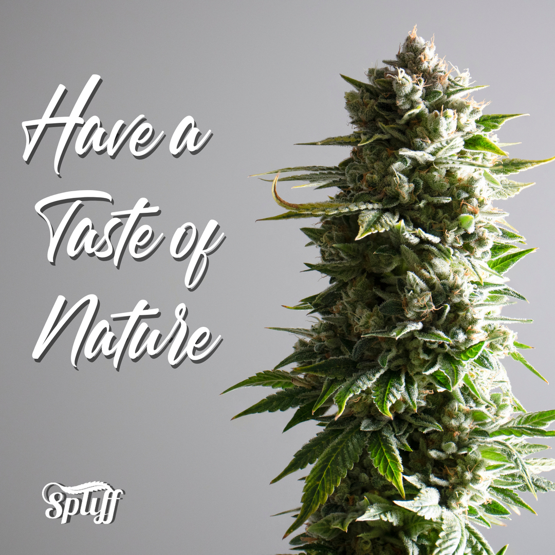 Spliff Nation Dispensary Image