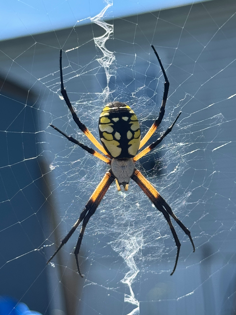 Colonial Pest Control - Knoxville, TN