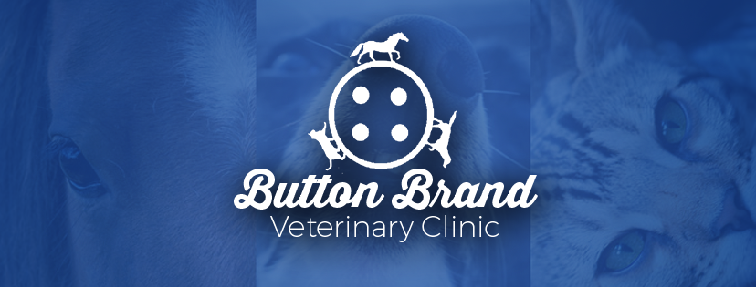 Button Brand Veterinary Clinic Image