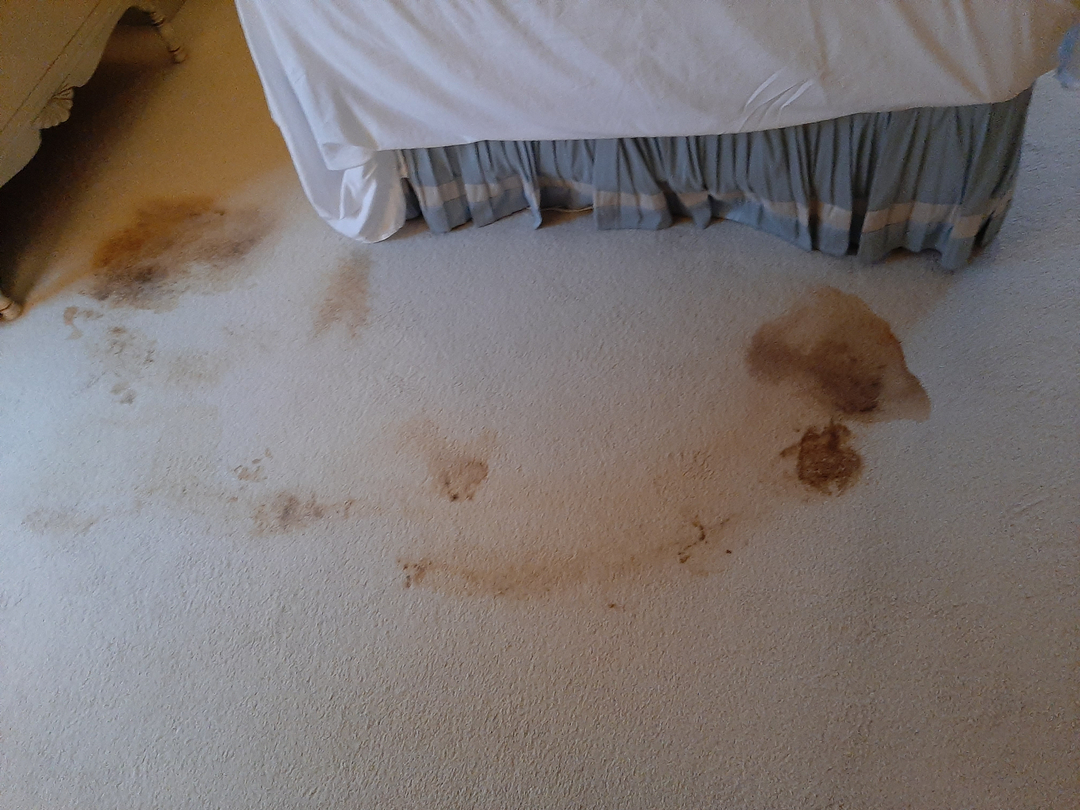 Ajax Carpet Service - Hammond, IN