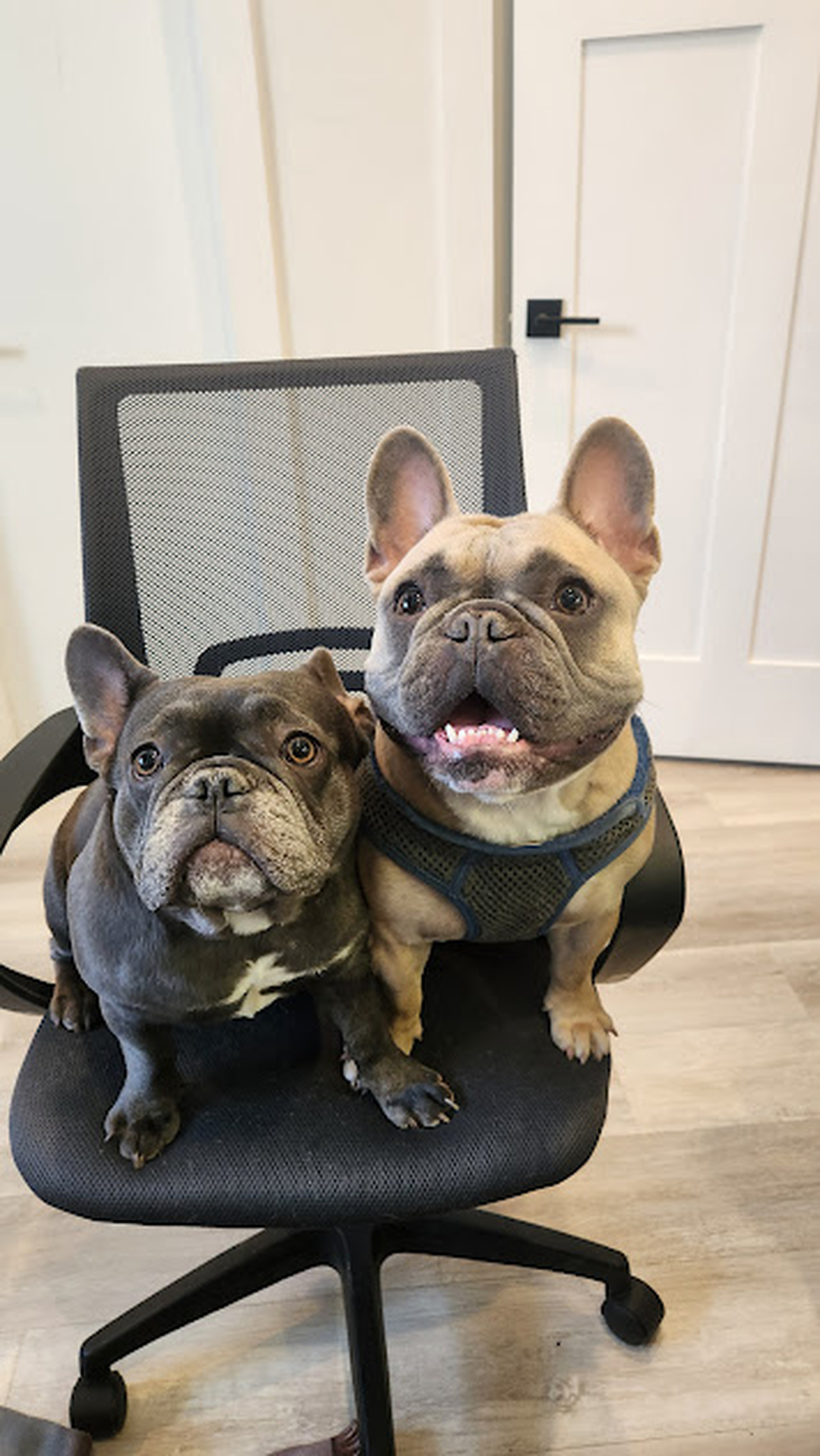 Bluegrass Kitchens Image