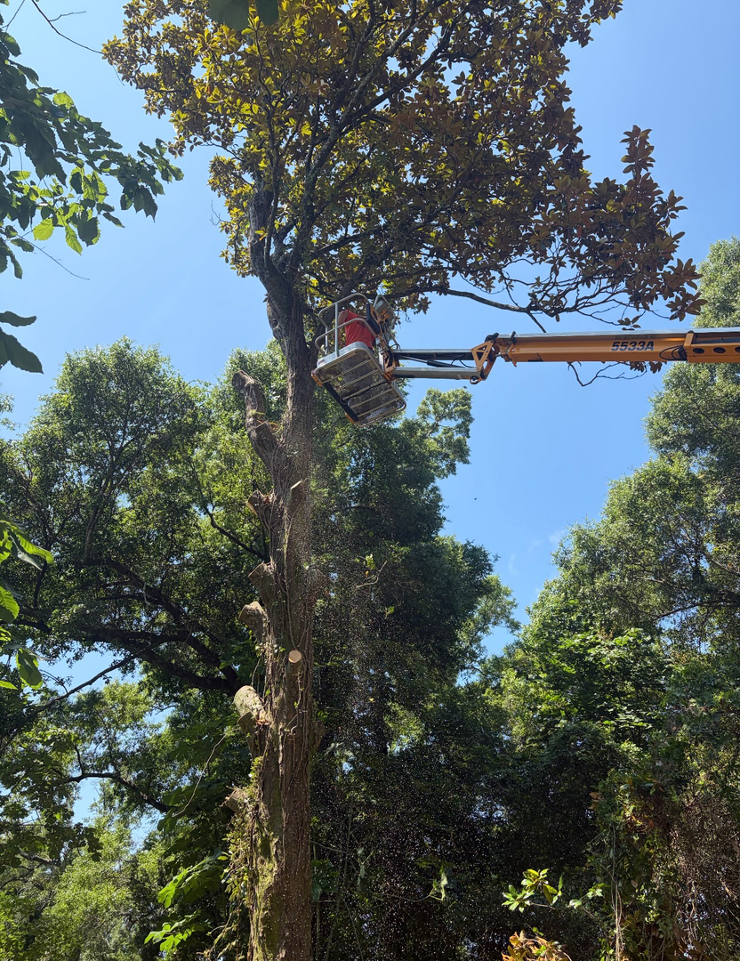 First Chantz Tree Service - Pensacola, FL