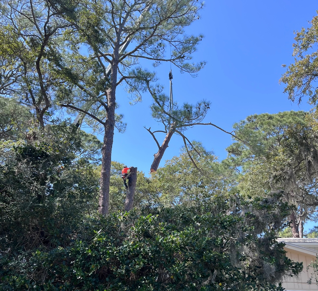 First Chantz Tree Service - Pensacola, FL