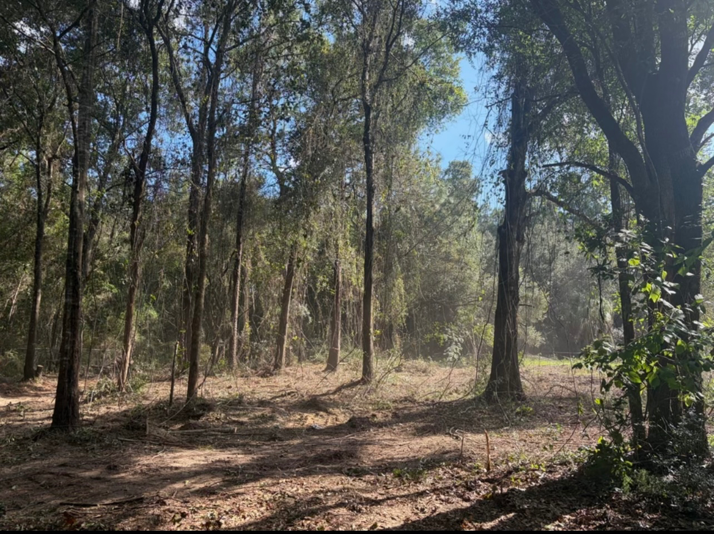 First Chantz Tree Service - Pensacola, FL