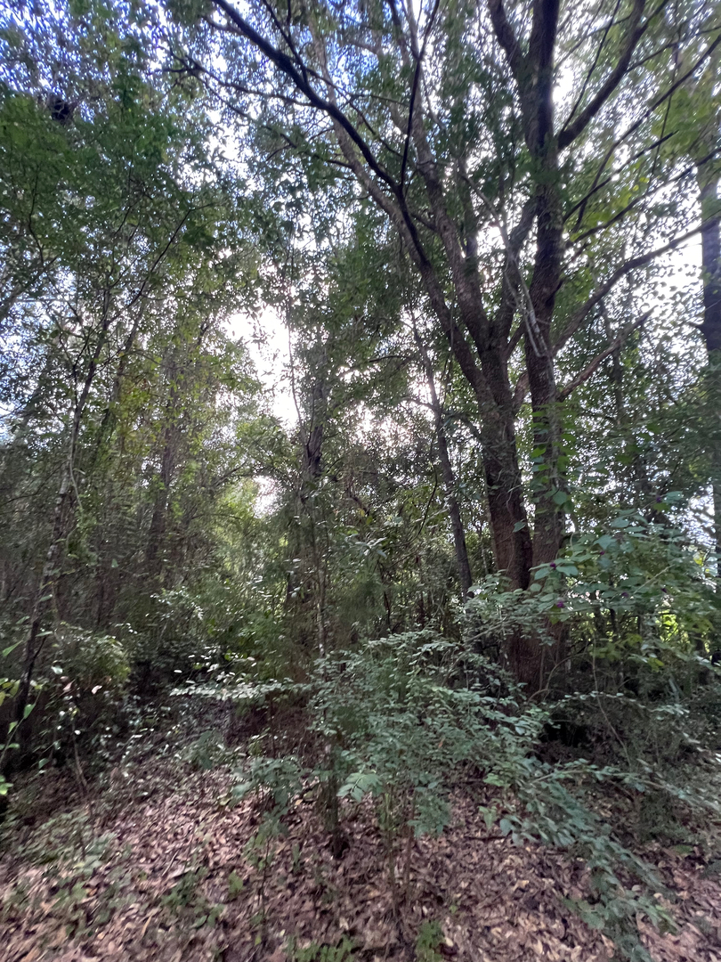 First Chantz Tree Service - Pensacola, FL
