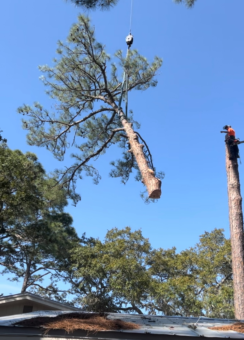 First Chantz Tree Service - Pensacola, FL