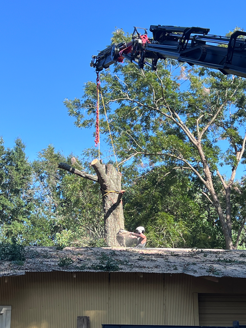 First Chantz Tree Service - Pensacola, FL