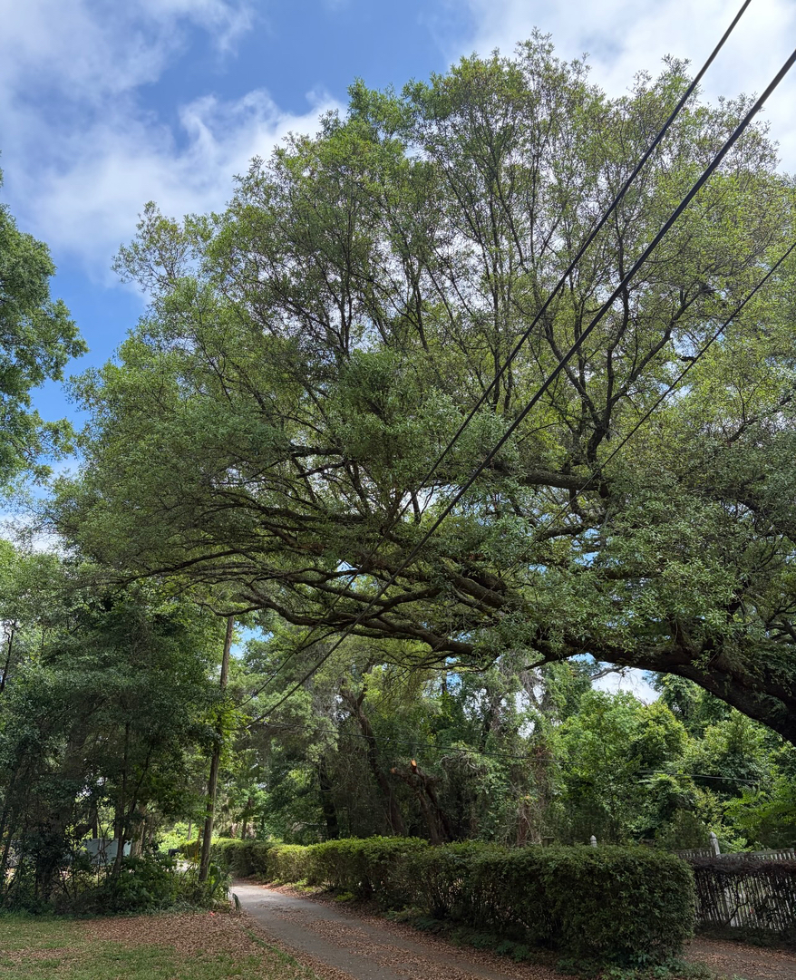 First Chantz Tree Service - Pensacola, FL