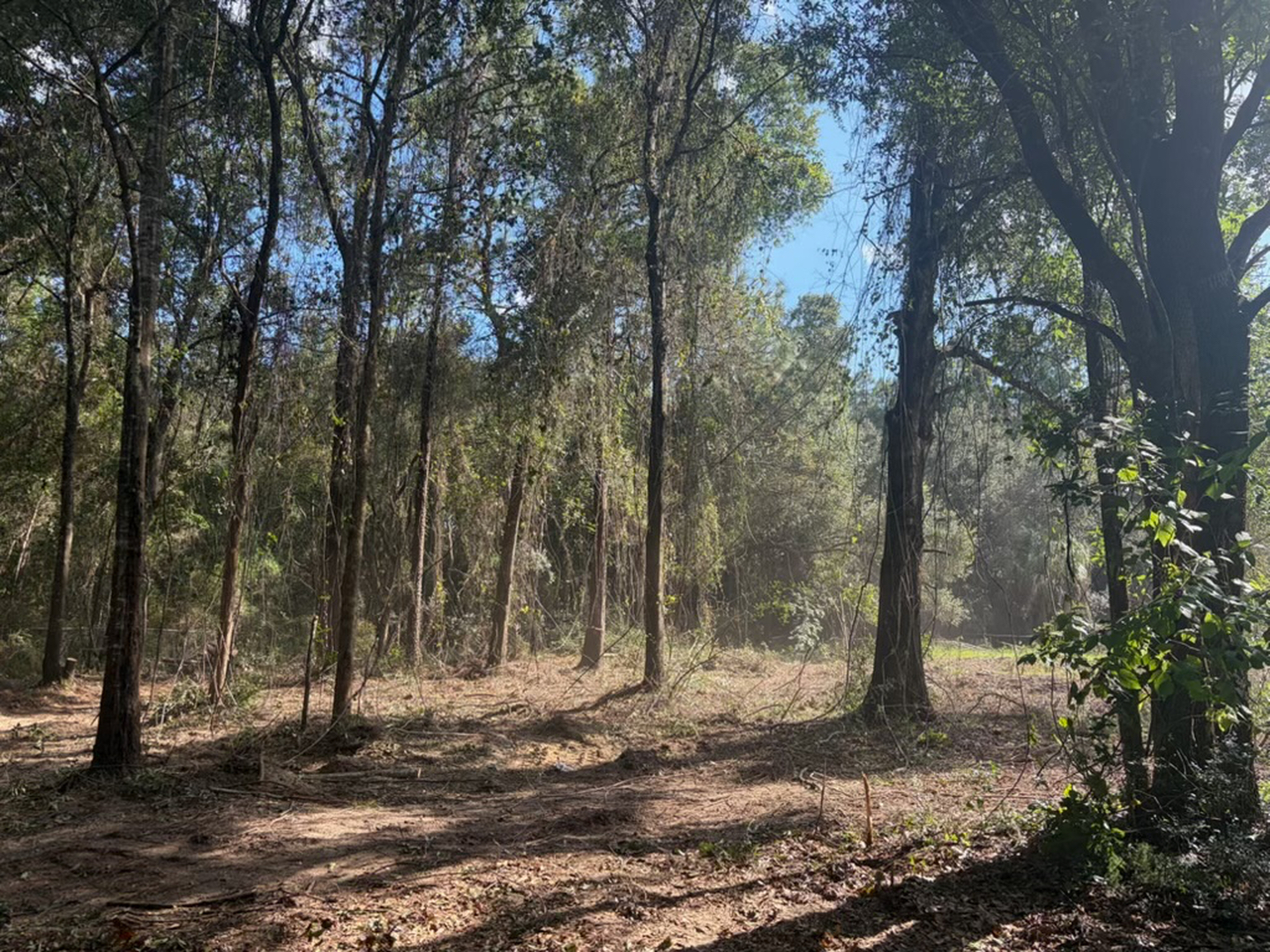First Chantz Tree Service - Pensacola, FL