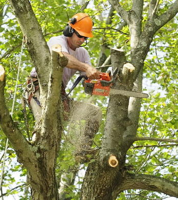 Tree Cutting and Trimming of the Bronx Image