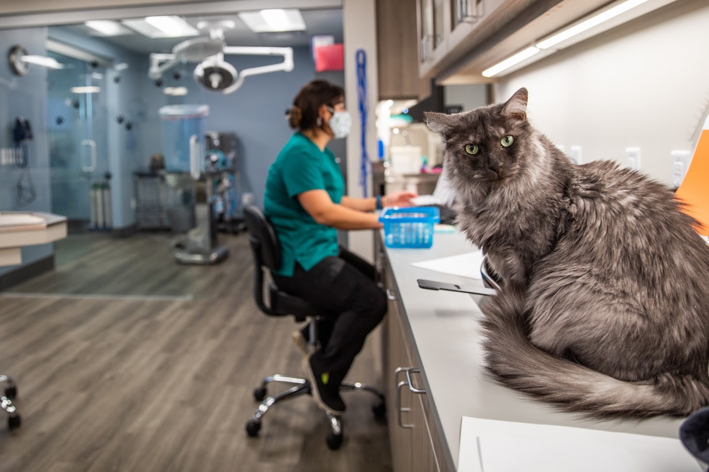Vet Stop Animal Hospital - Saint Peters, MO
