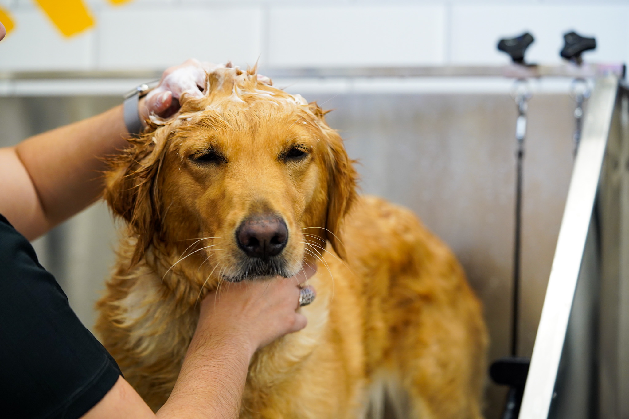 Pet Supermarket Image