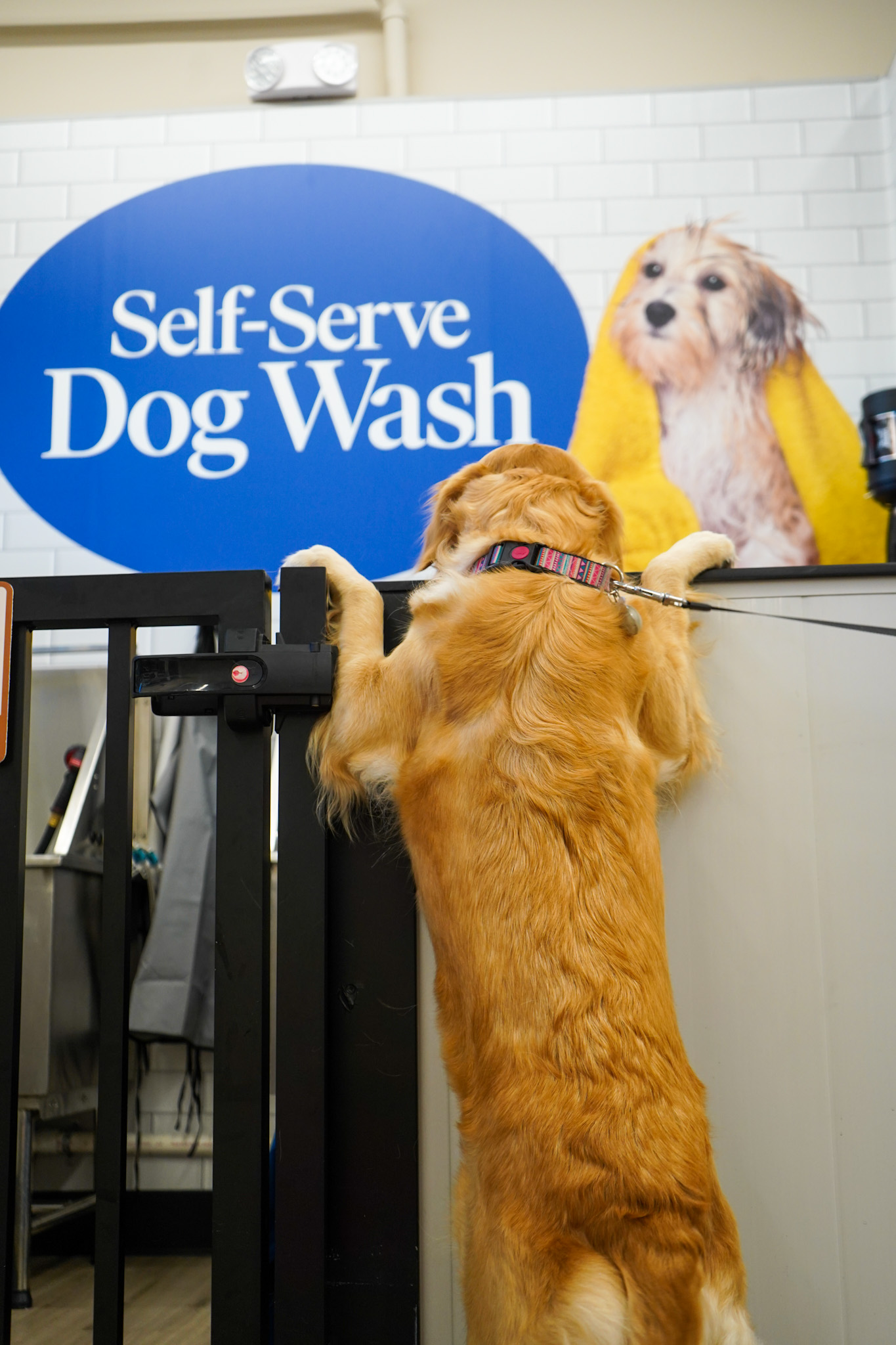 Pet Supermarket Image