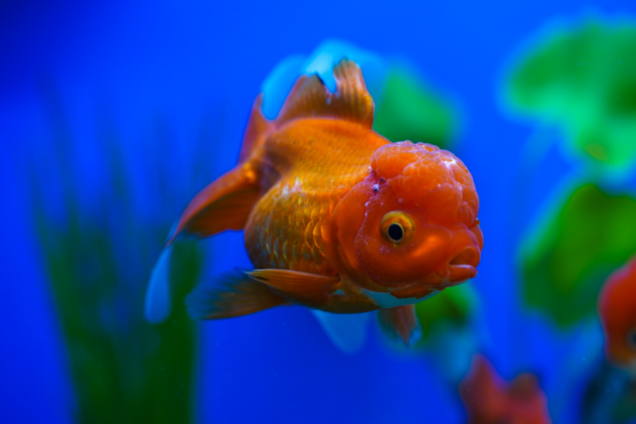 Pet Supermarket Image