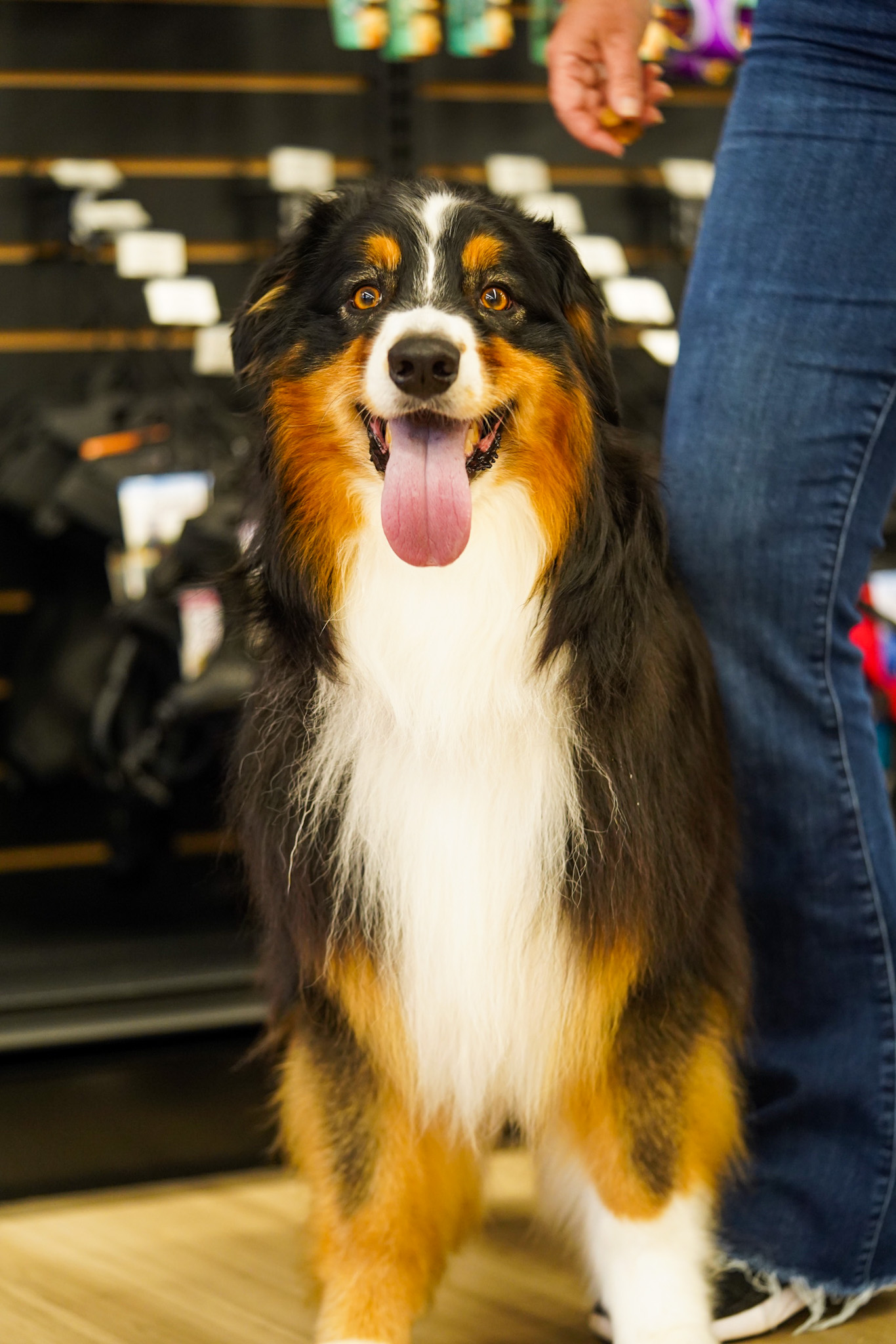 Pet Supermarket Image