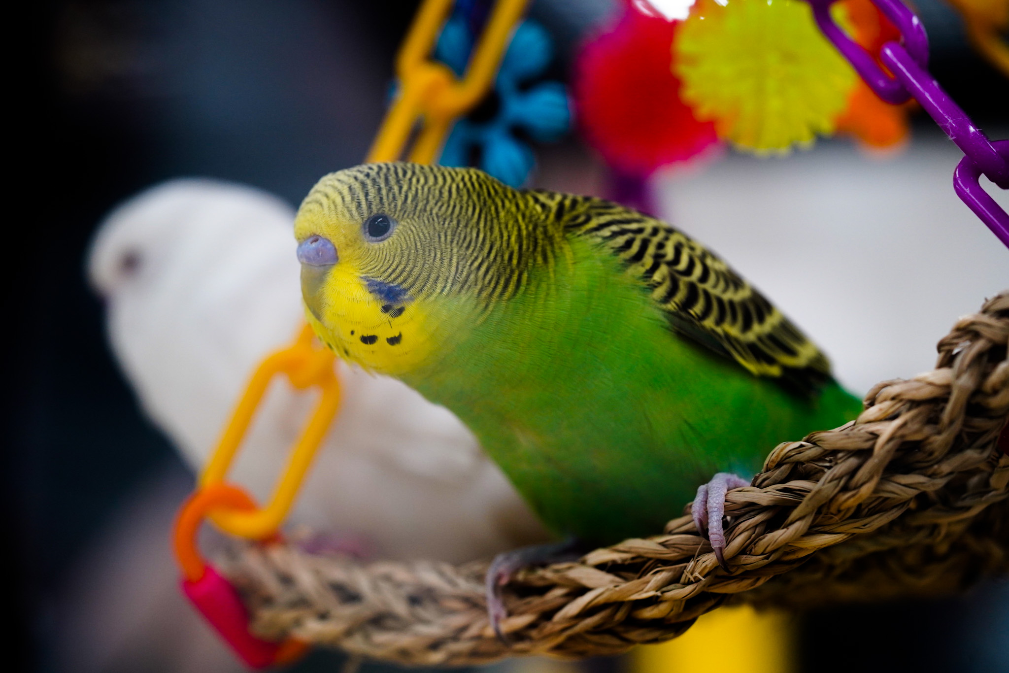 Pet Supermarket Image