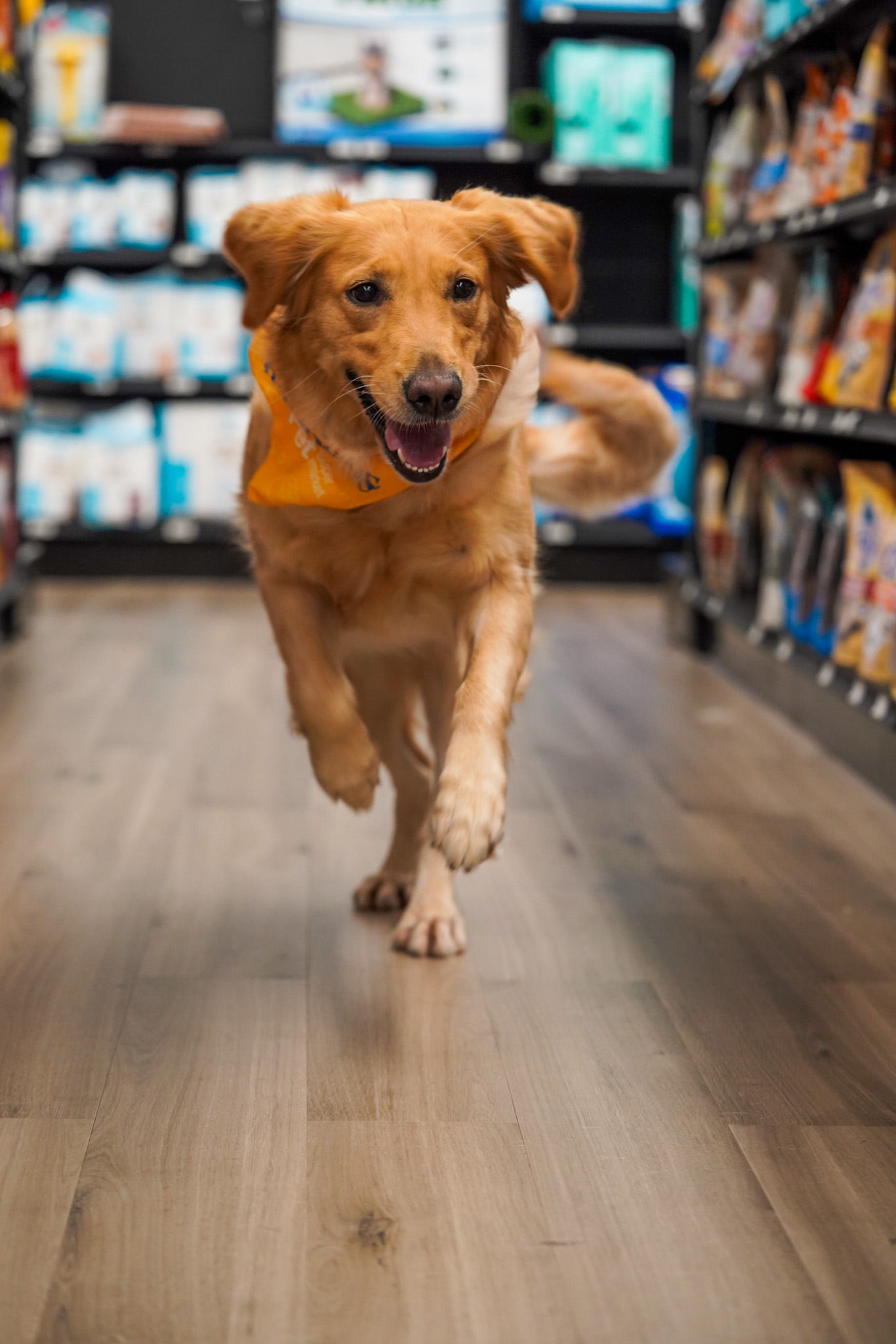 Pet Supermarket Image