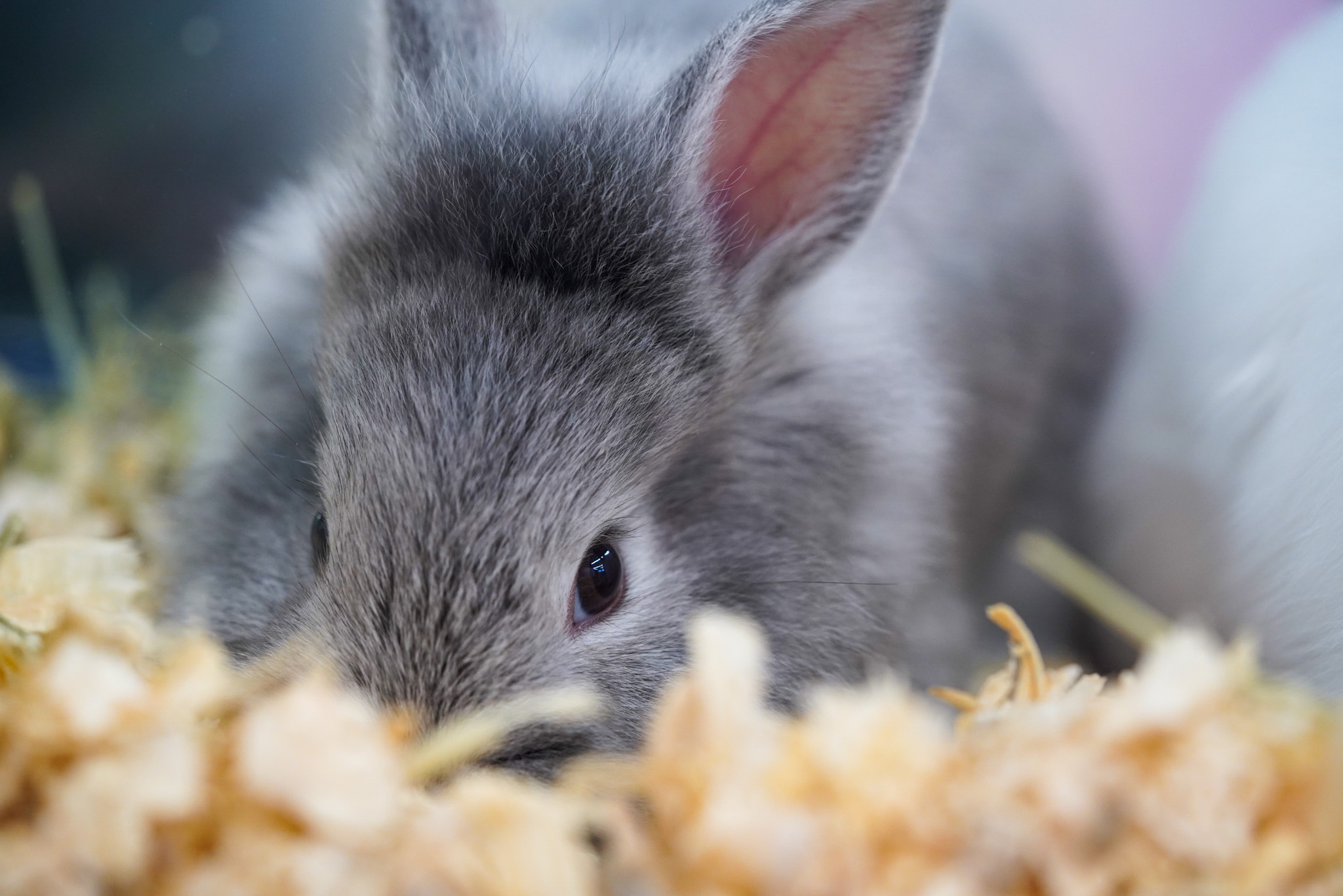 Pet Supermarket Image